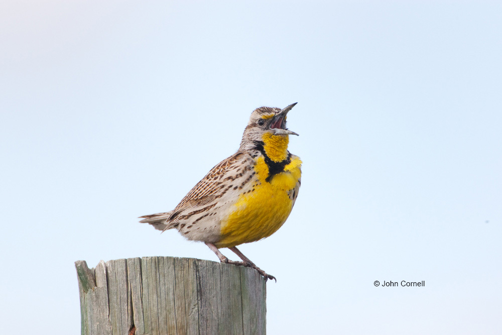 Meadowlark;One;Sturnella neglecta;Western Meadowlark;avifauna;bird;birds;color image;color photograph;feather;feathered;feathers;natural;nature;outdoor;outdoors;wild;wilderness;wildlife
